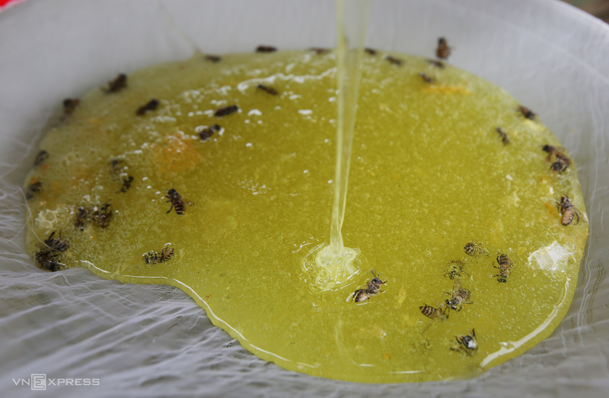 TSTtourist-mua-mat-ong-bac-ha-o-ha-giang-10