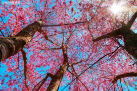 Mai anh đào nhuộm sắc hồng, Đà Lạt đẹp ngẩn ngơ