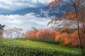 Ba đồi chè miền Bắc những ngày đầu đông