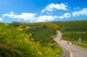 Cung đường lên Đà Lạt mùa hoa dã quỳ