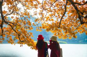 Cây mõ Hồ Gươm thay màu rực rỡ, đẹp tựa 'trời Âu thu nhỏ giữa Thủ đô'