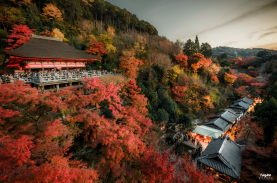 Rừng phong lá đỏ ẩn hiện giữa kiến trúc cổ kính Kyoto, tạo bức tranh tuyệt tác